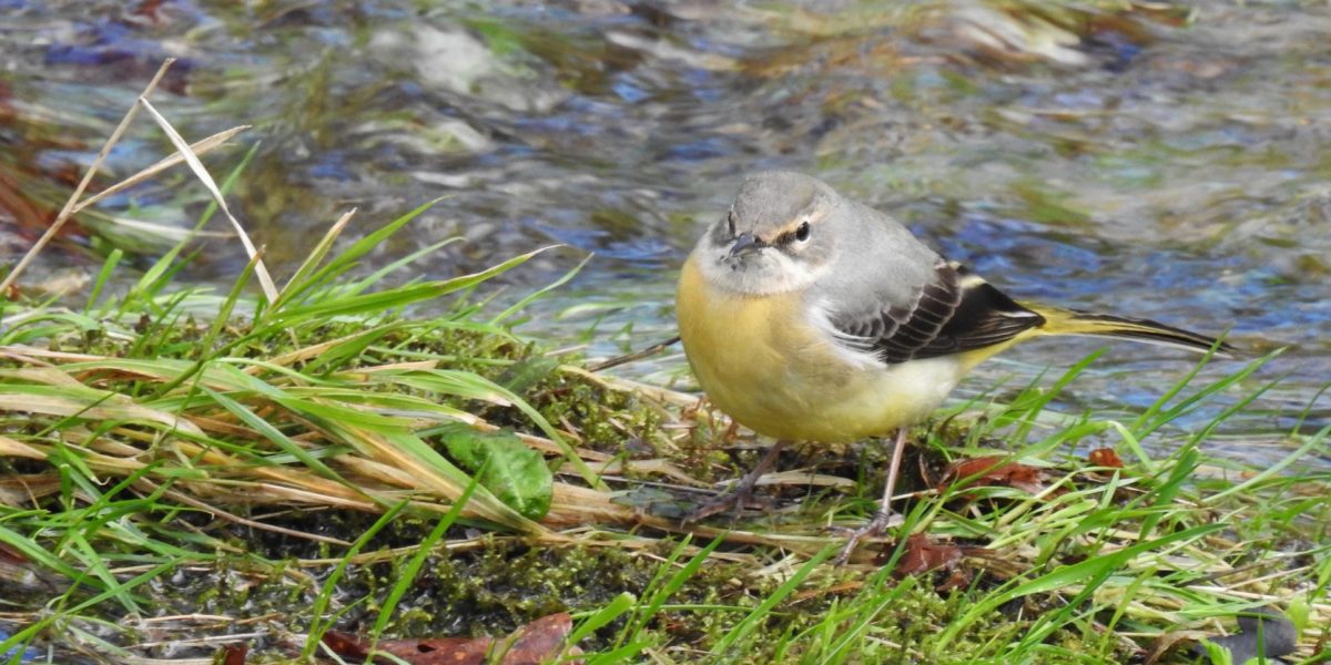 Alvéola-cinzenta (Motacilla cinerea) Rio Vez, junto à Ponte Nova. 06-03-2018