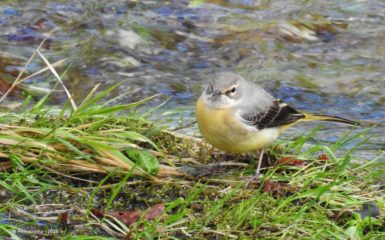 Alvéola-cinzenta (Motacilla cinerea) Rio Vez, junto à Ponte Nova. 06-03-2018