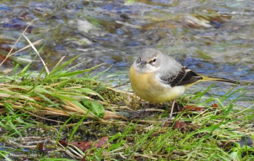 Alvéola-cinzenta (Motacilla cinerea) Rio Vez, junto à Ponte Nova. 06-03-2018